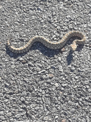 Crotalus oreganus
