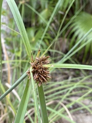 Cyperus planifolius