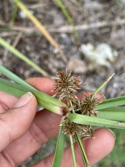 Cyperus planifolius