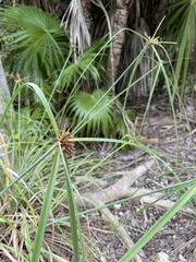 Cyperus planifolius
