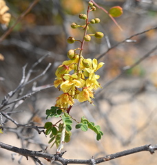 Erythrostemon pannosus