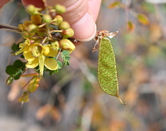 Erythrostemon pannosus