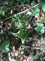 Stenanthium gramineum