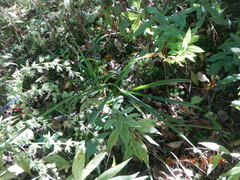 Stenanthium gramineum