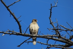Daptrius chimango temucoensis