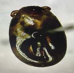 Rhipicephalus sanguineus