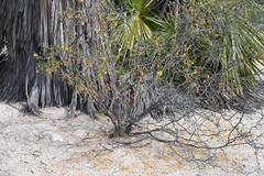 Erythrostemon pannosus
