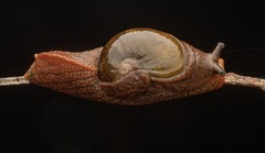 Parmavitrina rubrica
