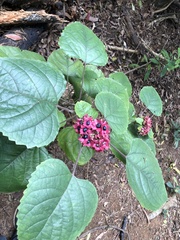 Clerodendrum canescens