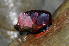 Crepidula adunca
