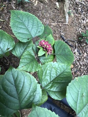 Clerodendrum canescens