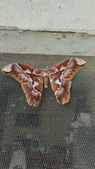 Rothschildia aurota
