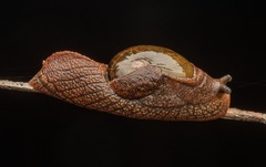 Parmavitrina rubrica