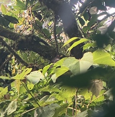 Turdus assimilis