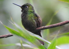 Heliodoxa rubricauda