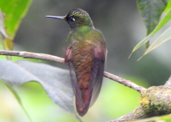 Heliodoxa rubricauda