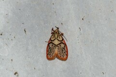 Miltochrista irregularis