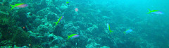 Mirolabrichthys evansi