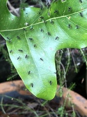 Parapalaeosepsis plebeia