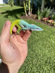 Anolis allisoni