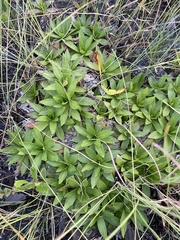 Carphephorus carnosus