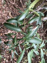 Anodendron affine