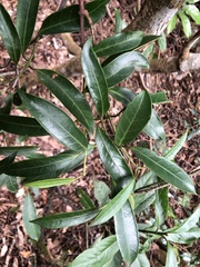 Anodendron affine