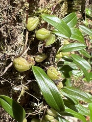 Bulbophyllum exiguum