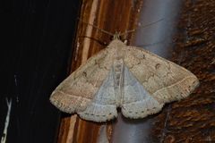 Zanclognatha jacchusalis