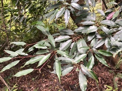 Elaeocarpus japonicus