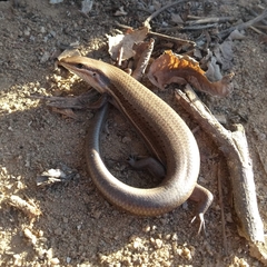 Brasiliscincus heathi