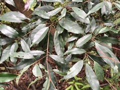 Elaeocarpus japonicus