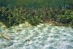 Sillaginodes punctatus