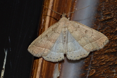 Zanclognatha jacchusalis