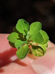 Euphorbia peplus