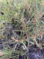 Stillingia sylvatica tenuis