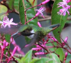 Selasphorus flammula