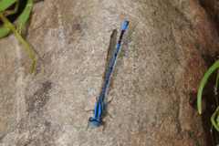 Argia variegata