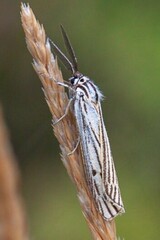 Spiris striata
