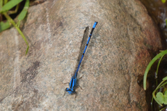 Argia variegata