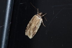 Agonopterix atrodorsella