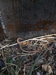 Elgaria multicarinata