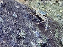 Grapsus albolineatus