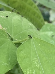 Parapalaeosepsis plebeia