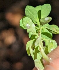 Euphorbia peplus
