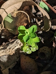 Euphorbia peplus