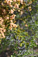 Phoradendron brachystachyum