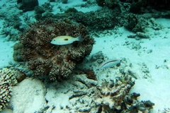 Parupeneus barberinus