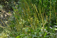 Plantago australis