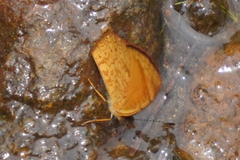 Tegosa pastazena